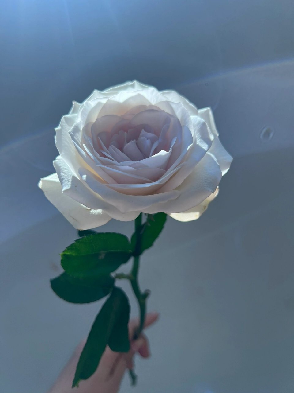 银色衬裙 单头玫瑰 2023.