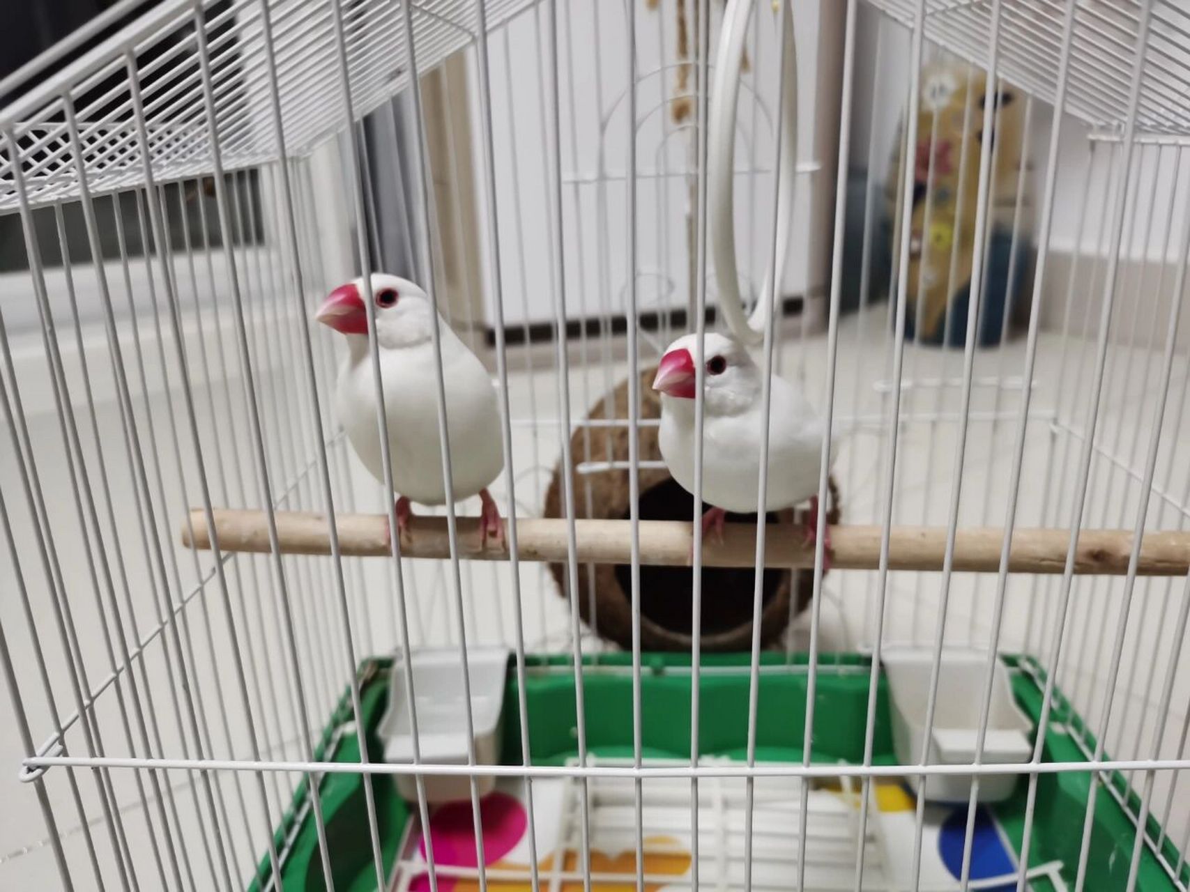 怎么区分文鸟公母 各位亲爱滴们,帮忙看看小鸟子公母吧!