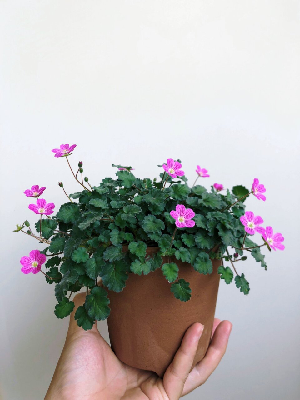 春天灿烂  夏天摆烂的花—姬风露草       迷你可爱的姬风露草,开花小