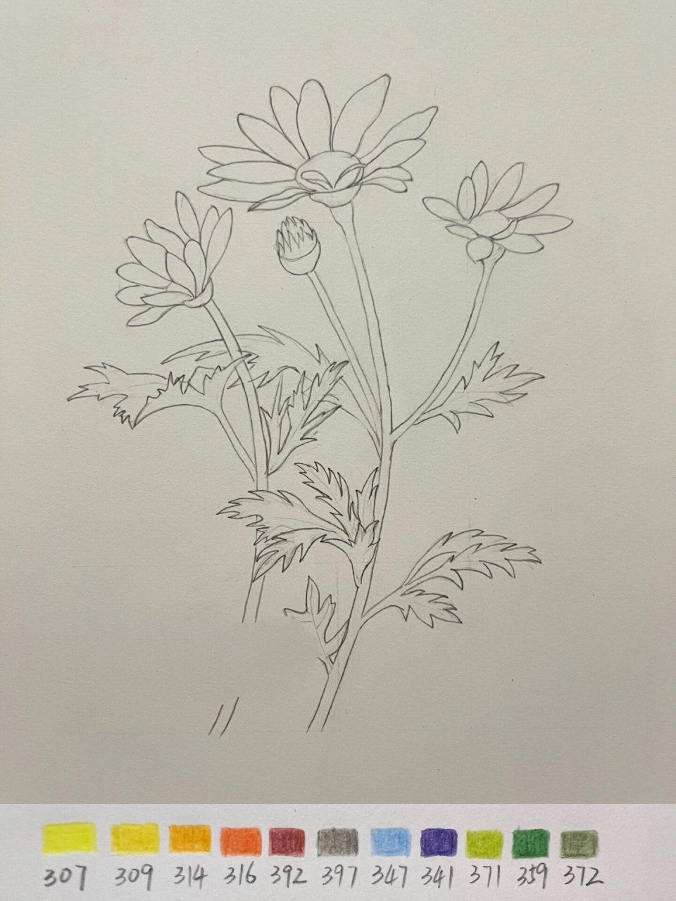 彩铅花卉——小雏菊,附步骤图 临摹飞乐鸟《典藏花之绘》 花语:天真