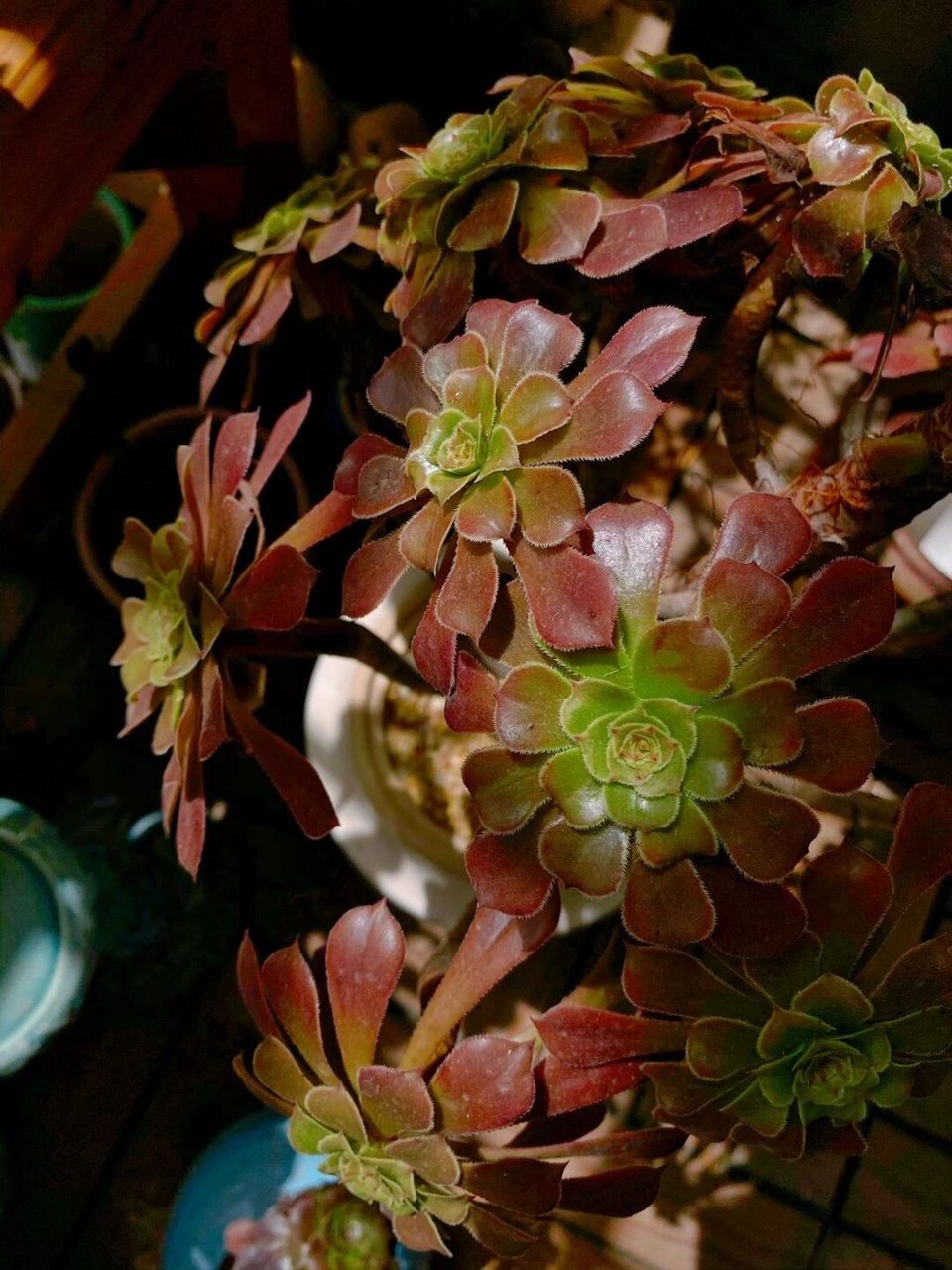 阳台多肉分享——红铜壶法师 喜欢法师很大一部分原因是因为一株法师