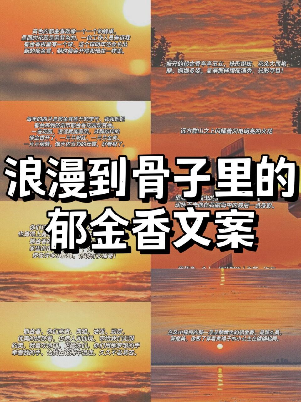 日常碎片plog# 哈喽,大家好,今天给大家分享一些关于郁金香的文案