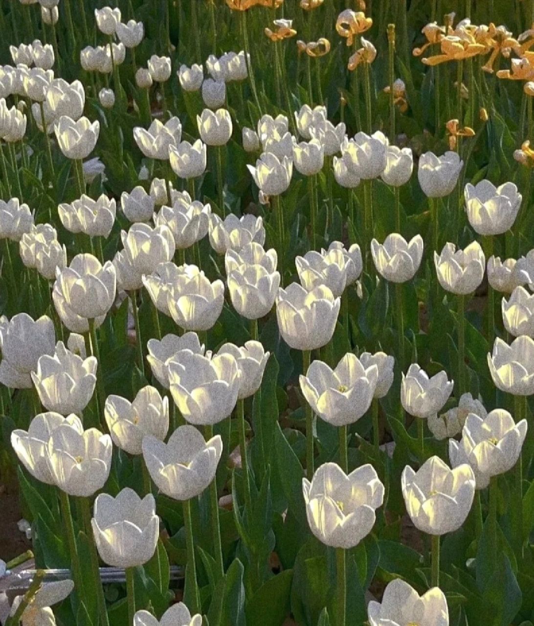郁金香背景图,真的超好看的好吧!