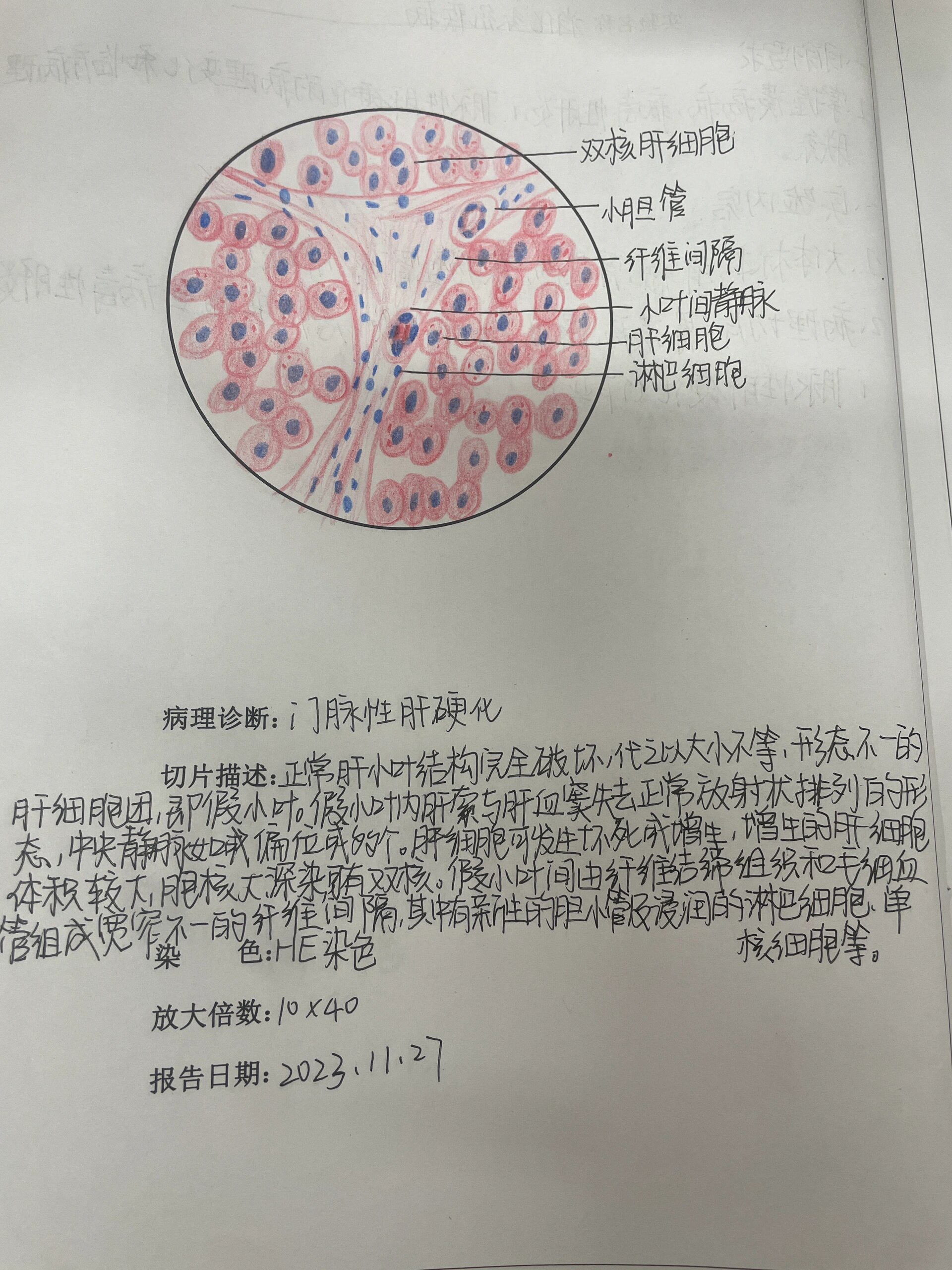 肝红蓝铅笔手绘图图片