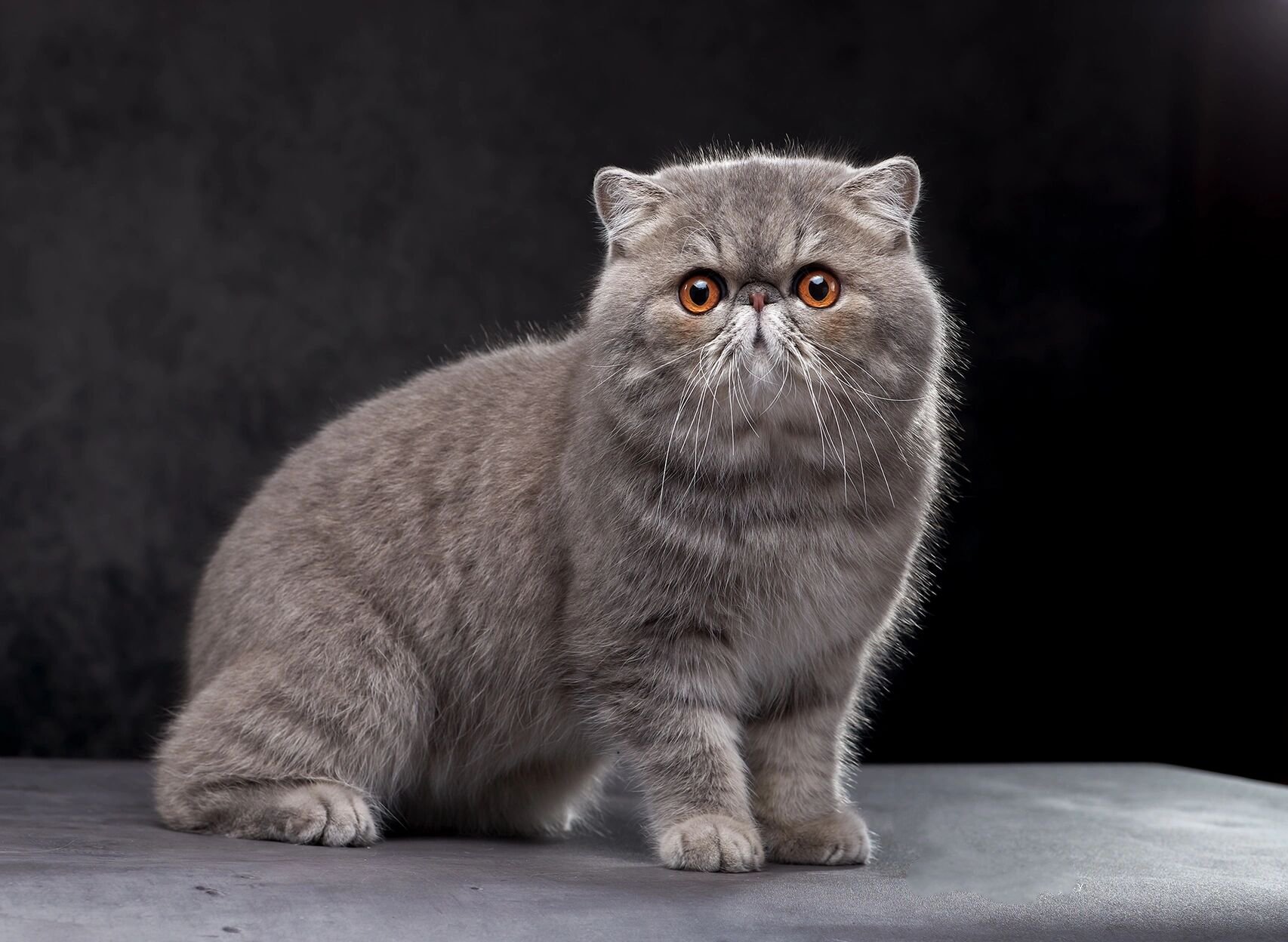 甚至可以带着异国短毛猫去环游世界.