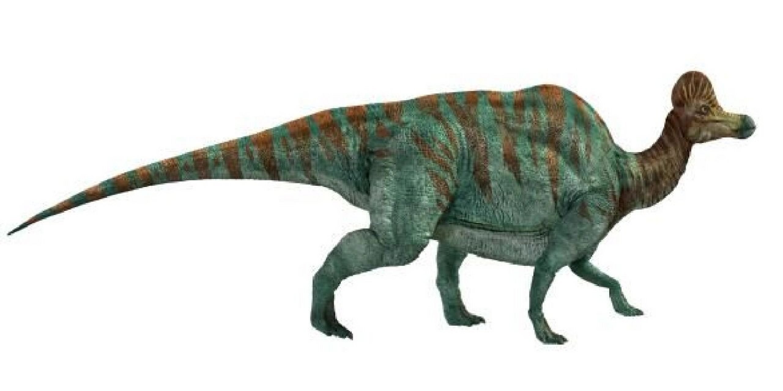 🍀🍀 👉恐龙档案: 生活时期:白垩纪晚期 身长:9-10米 身高:3米