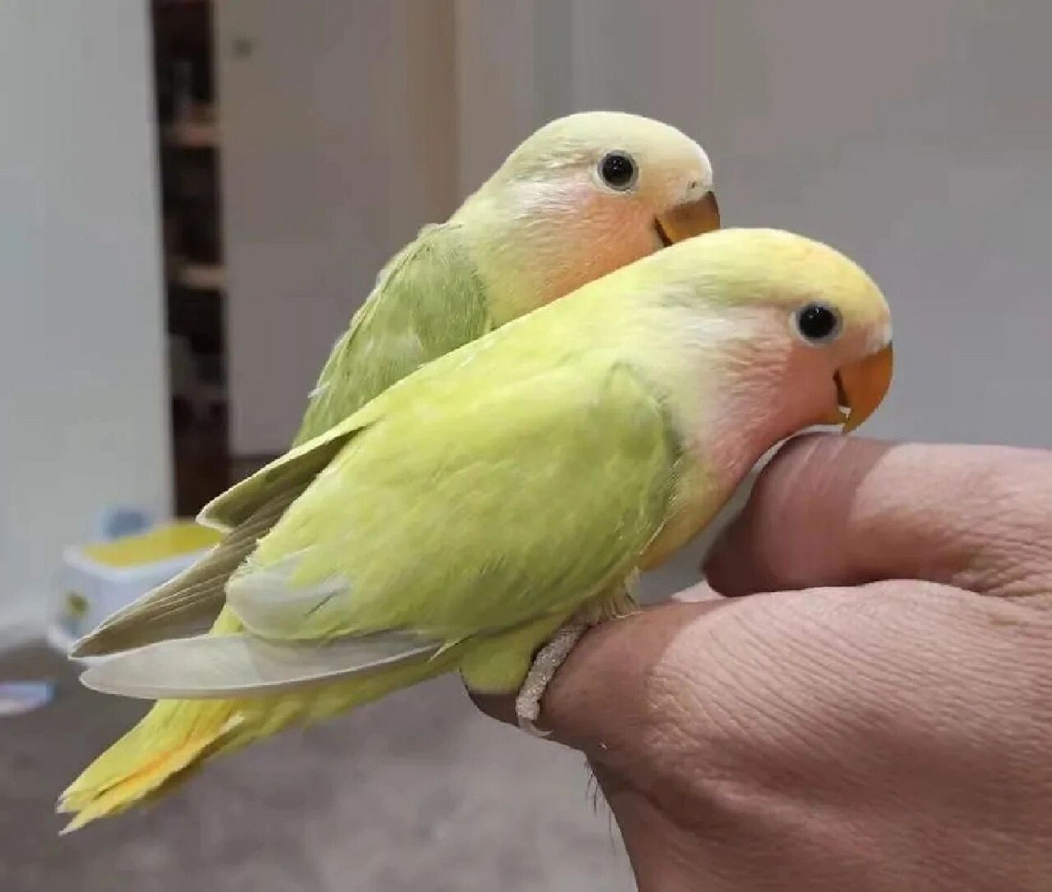 桃面牡丹鹦鹉品种-红头澳闪 澳桂的面色有红色,白色和金色;所以澳桂有