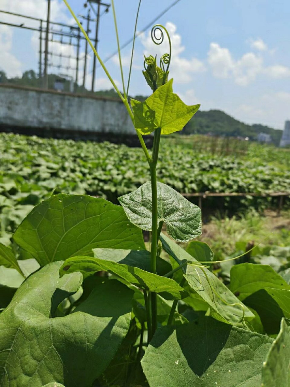 龙须菜  96龙须菜,一种具有浓郁的芳香气味,有清热解毒,助消化等