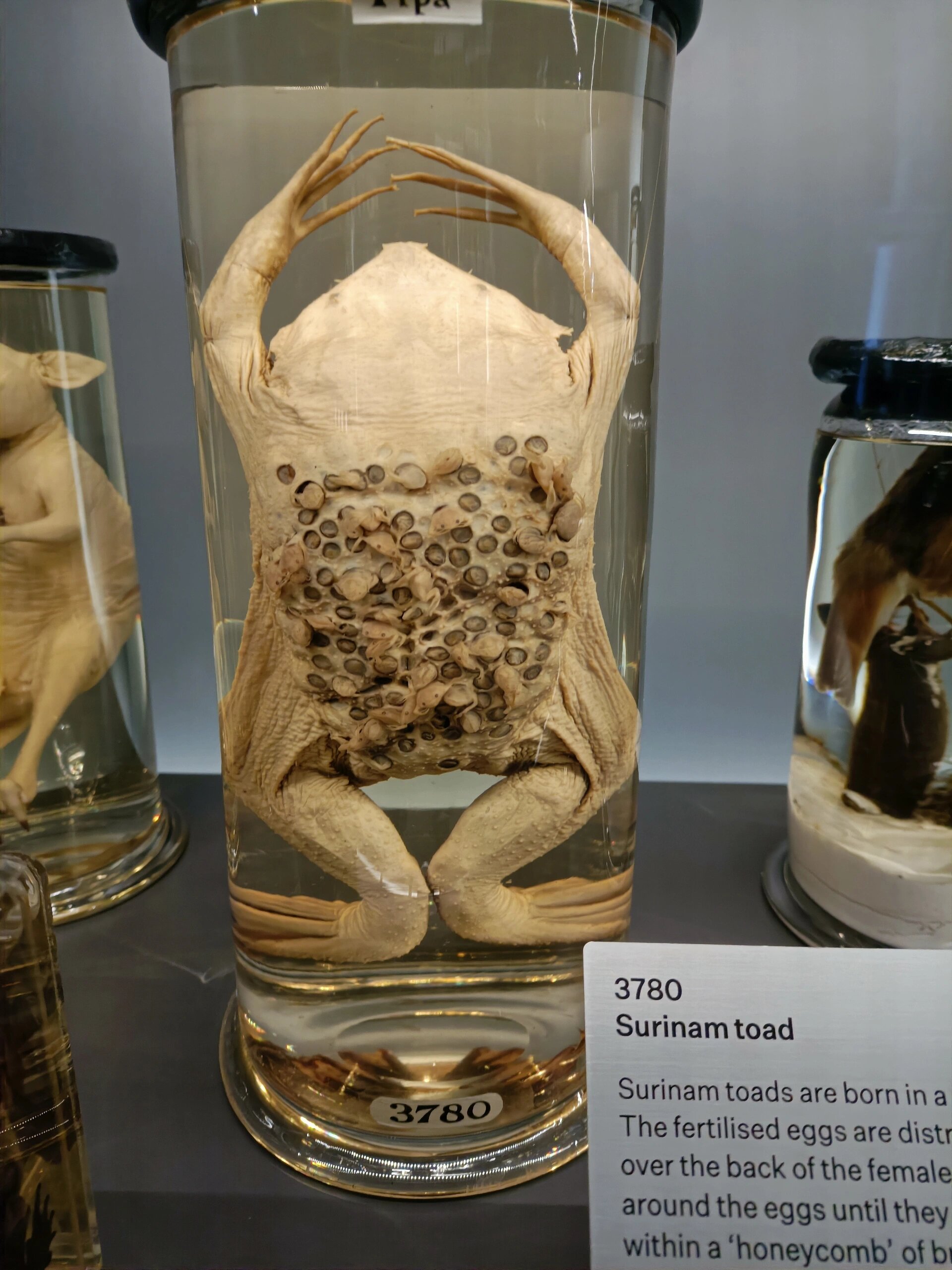 太吓人了,连恐怖小说都来源于生活 苏里南蟾蜍,卵在皮肤下孵化,然后破