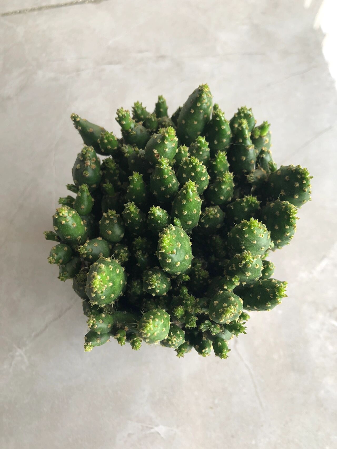 姬珊瑚不会开花花吗 原本看着漂亮的红花花买的 结果发现是插上去的