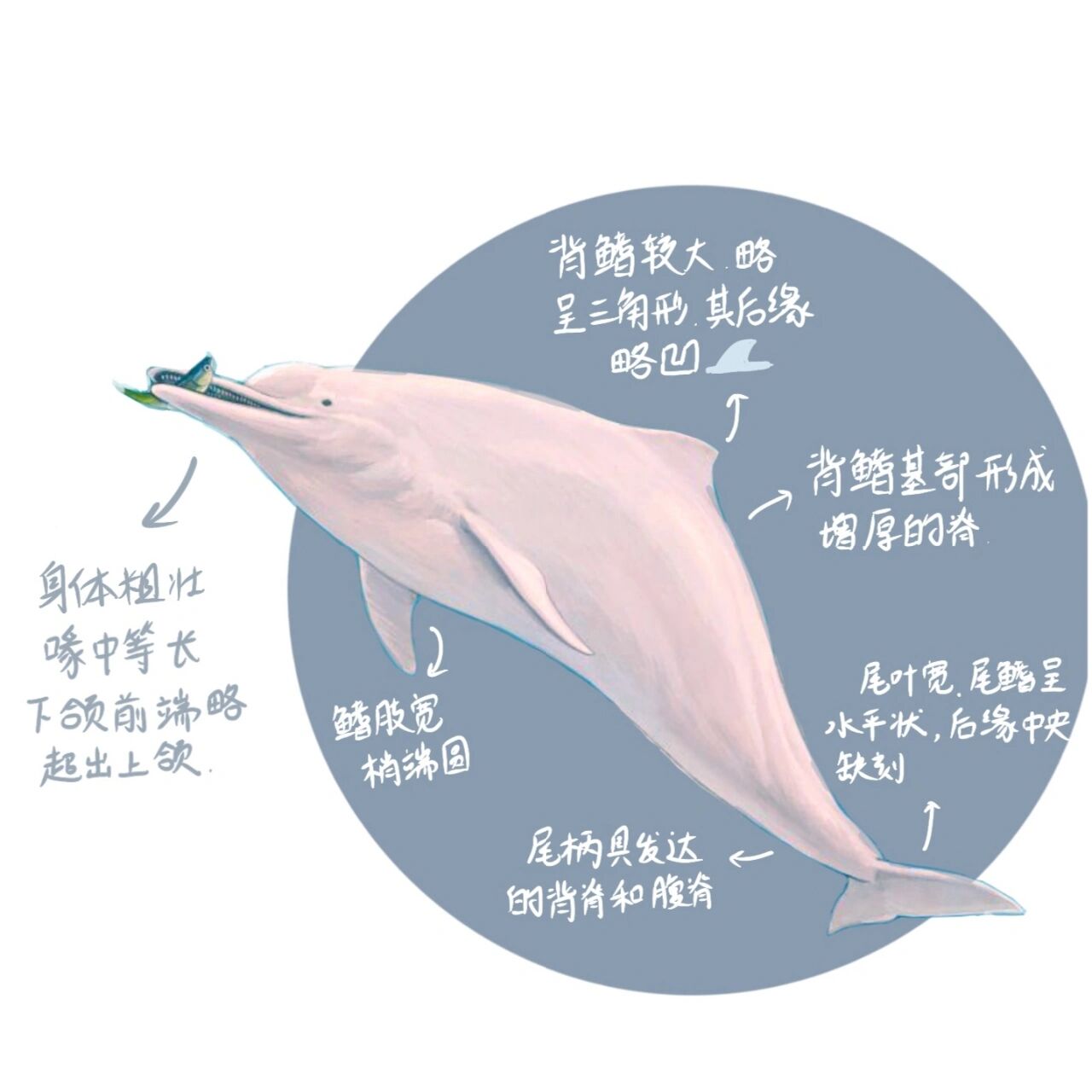 7215每天认识一种濒危动物⑤中华白海豚 中华白海豚应该是海的