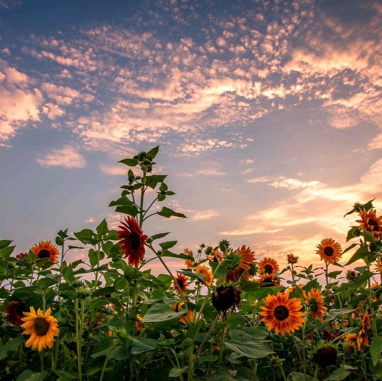 向日葵花朋友圈背景图 入目無他人 四下皆是你