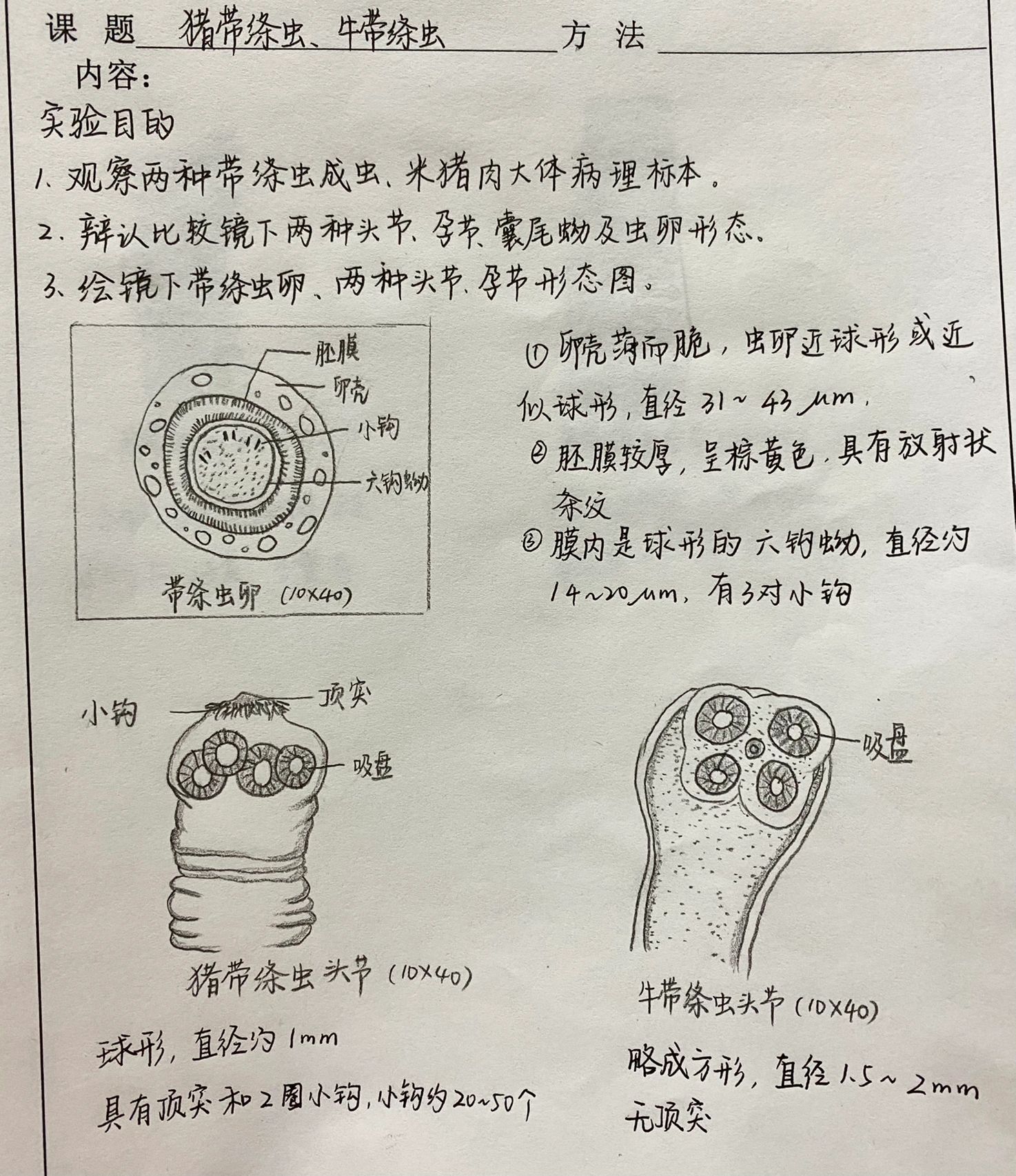 牛带绦虫孕节片手绘图图片