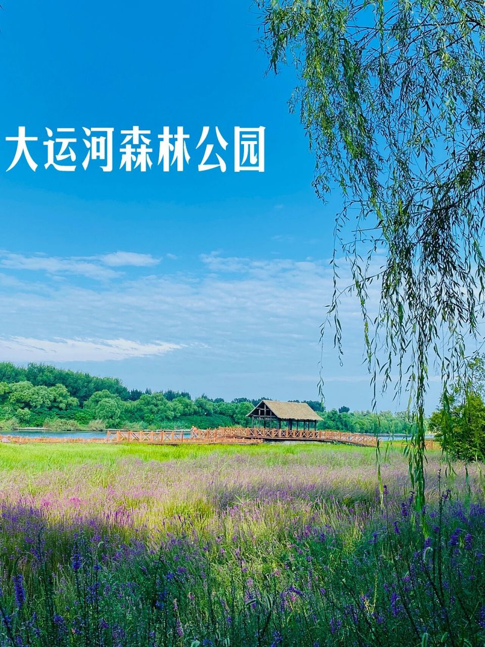 北京万亩公园|通州大运河森林公园 治愈人心的美景,尽情享受大自然的