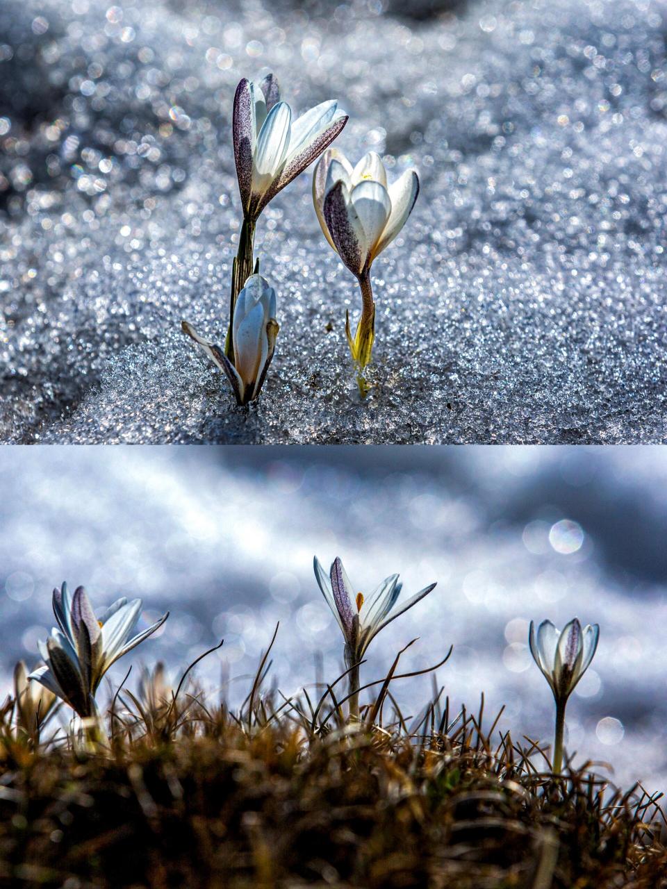 那拉提顶冰花 | 是我见过最纯洁的花98 98随着气温的升高,伊犁