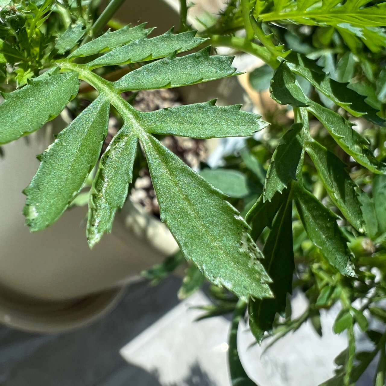 请问大家这是什么啊我这盆是孔雀草,正爆花呢,叶子尖上突然发现挺多