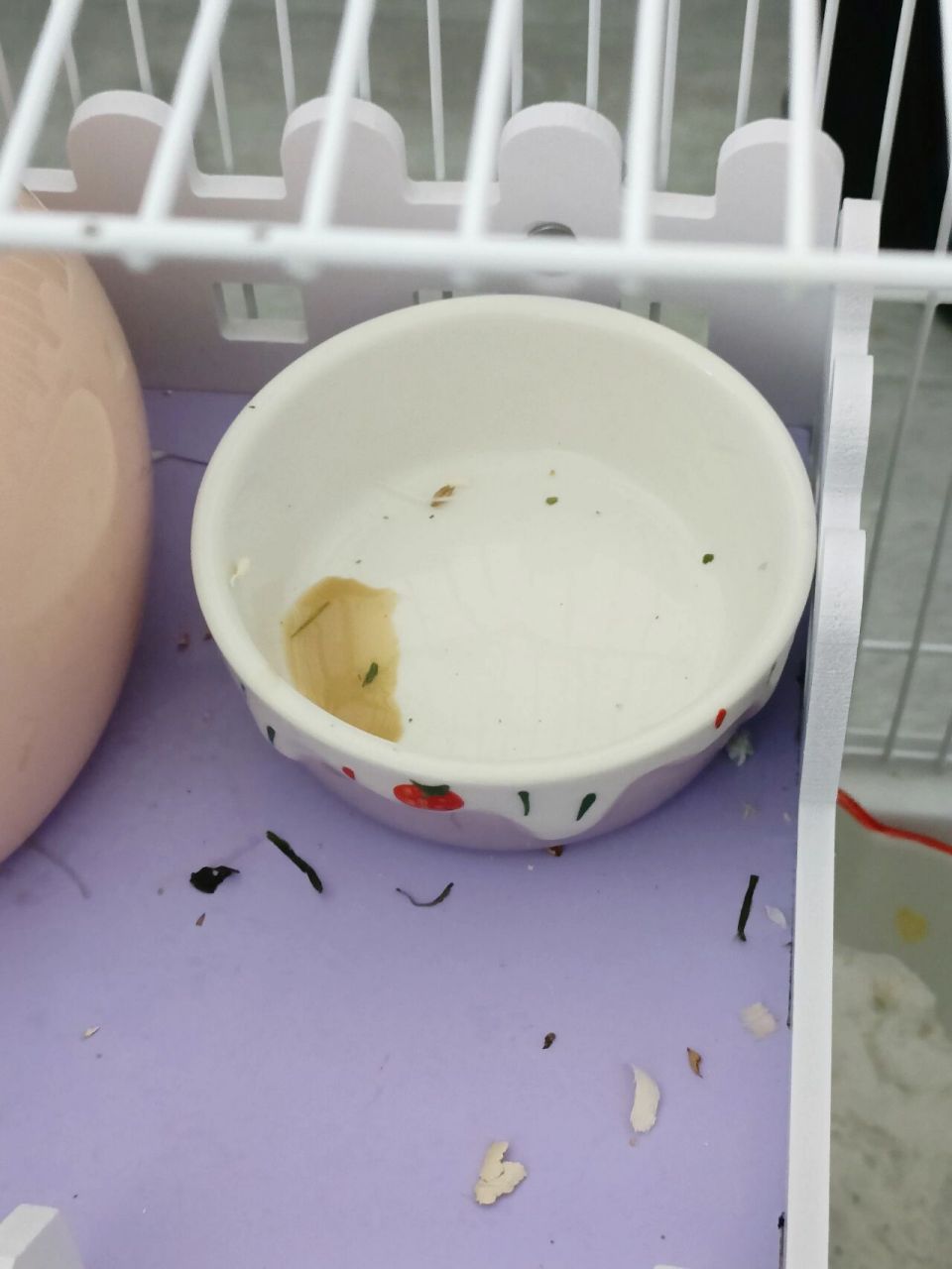 金丝熊的尿尿是这个色吗 小灰灰前几天屁屁的毛一缕缕的还有点黄,我总