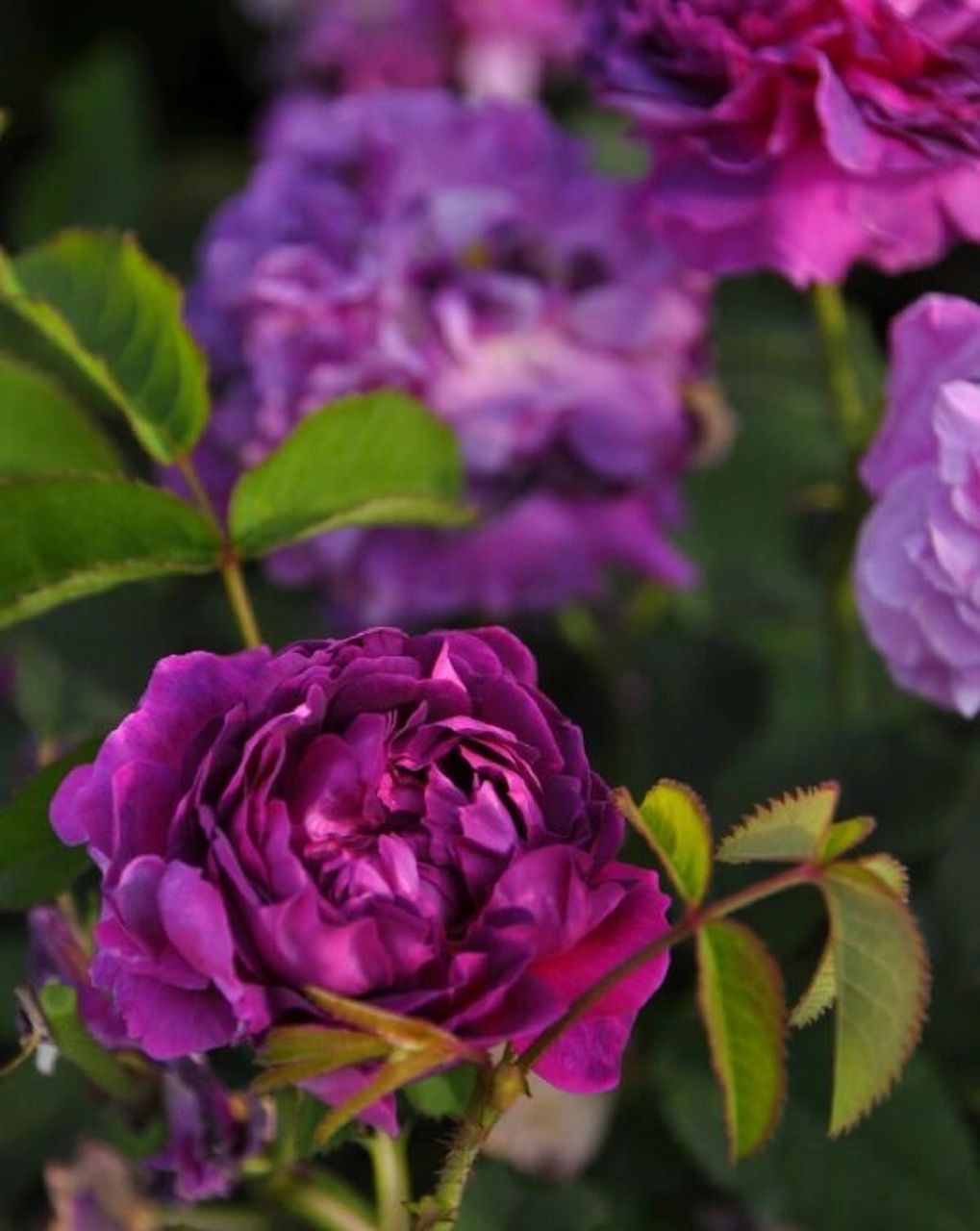 古典月季"美女克雷西" 培育信息:1836年前,蔷薇系衍生物 类别高度