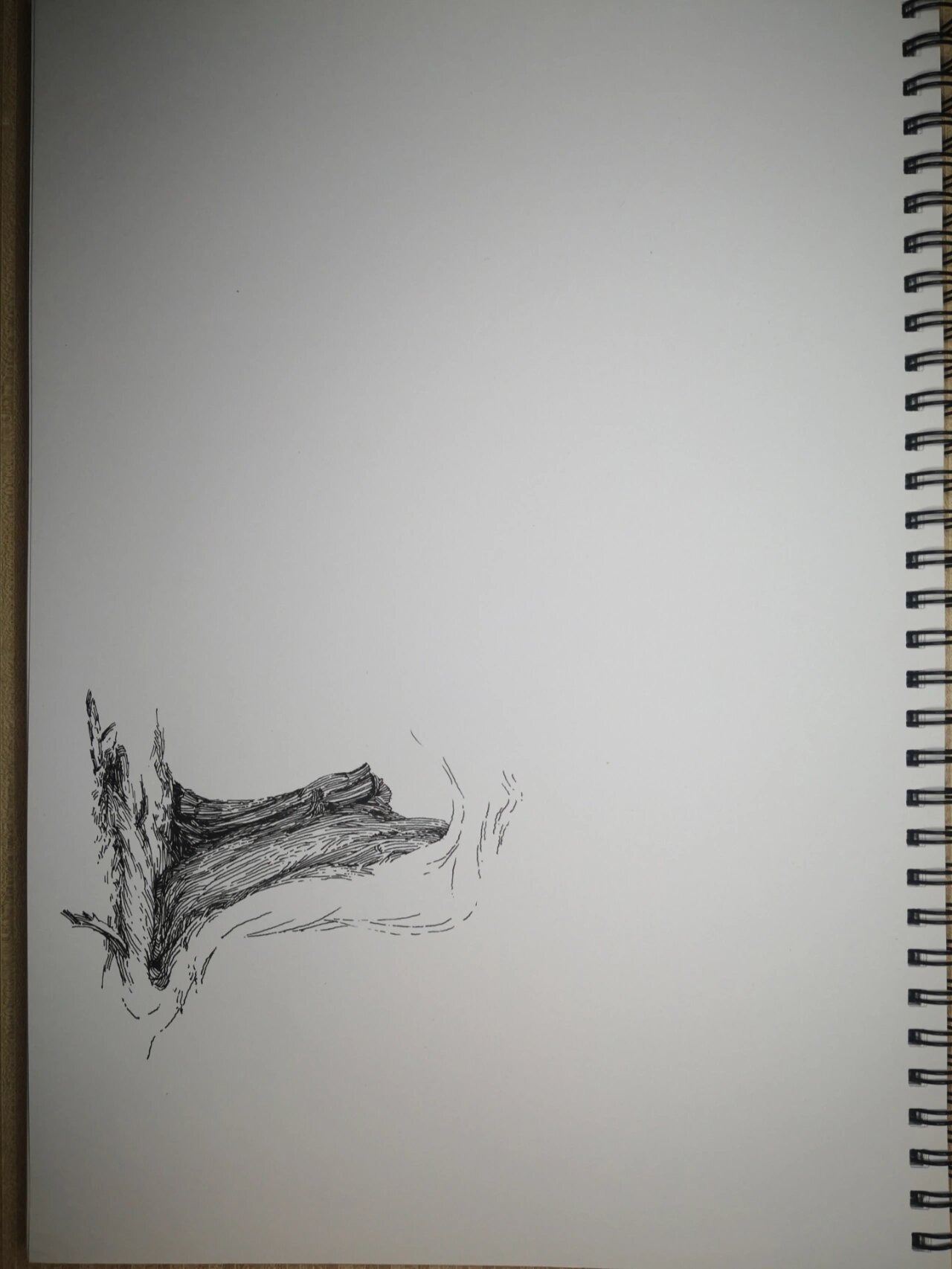 【钢笔画】画一张老根树