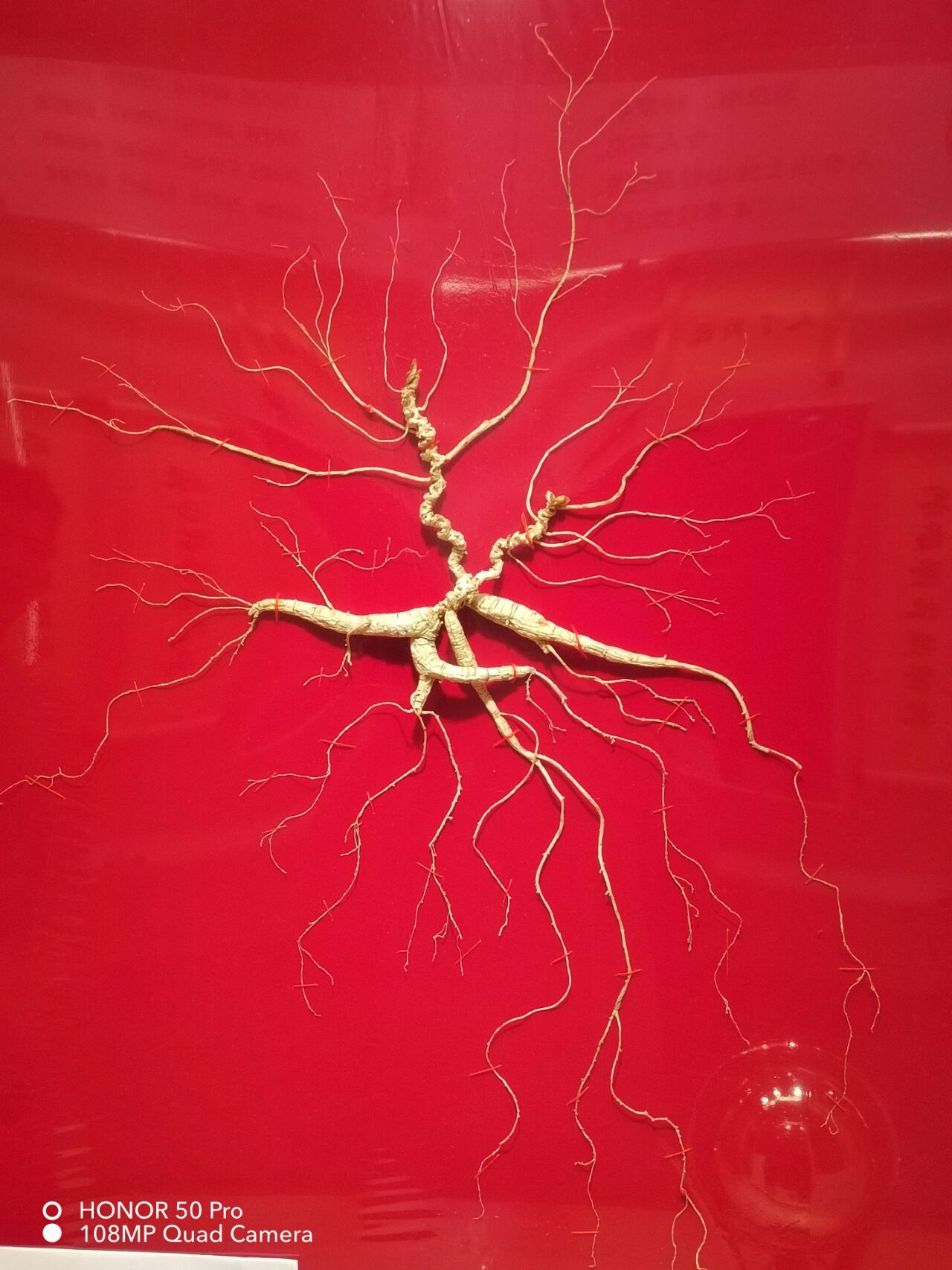 人参博物馆里的百年野生人参