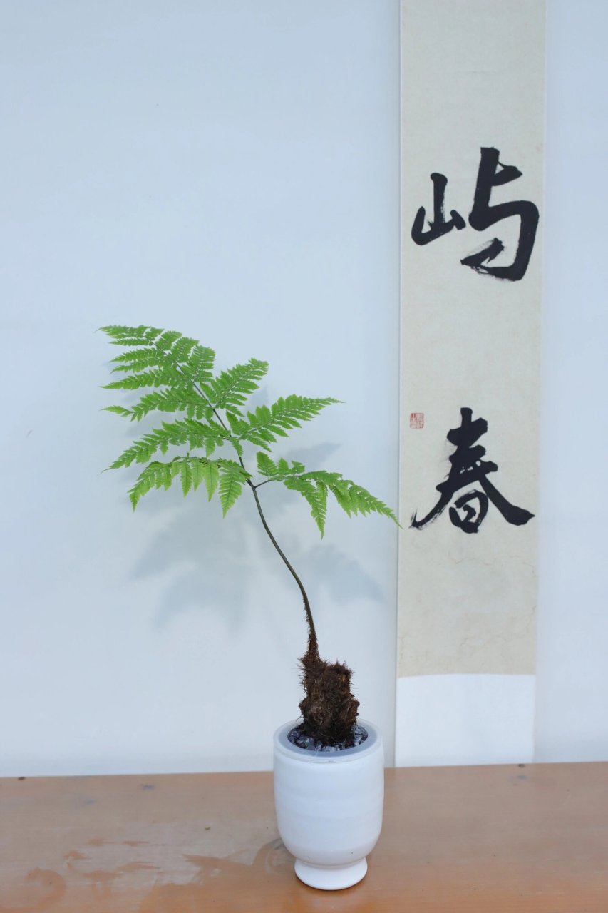 夏日治愈系植物～水培红鳞蕨 金毛狗蕨的平替