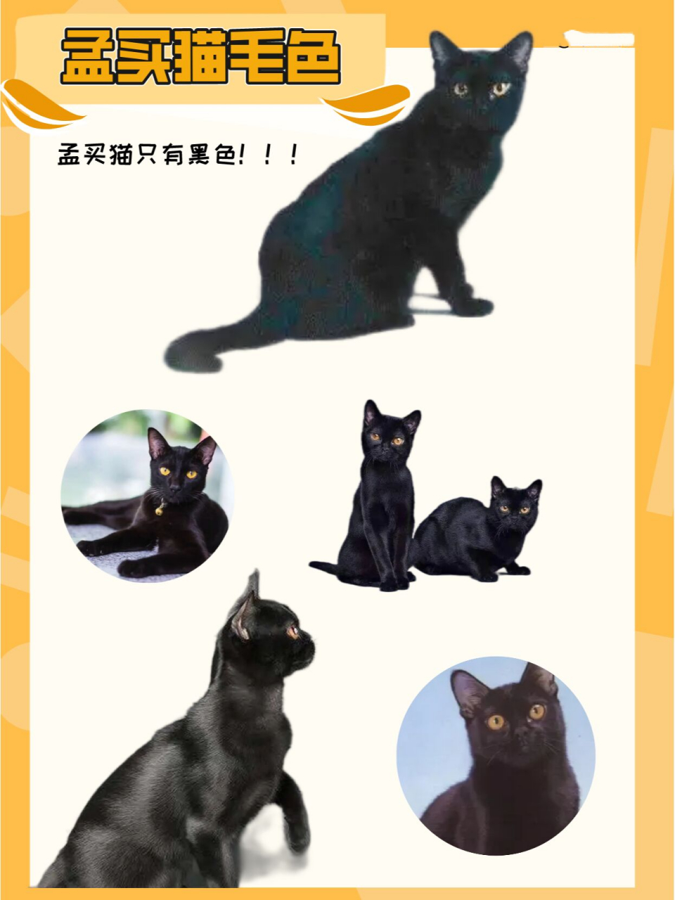 新手养猫|每天认识一种猫|孟买猫喂养手册 孟买猫又称小黑豹.