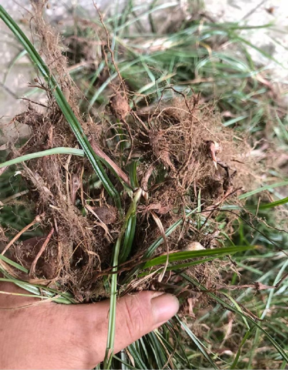 香附为莎草科植物莎草的干燥根茎 香附为莎草科植物莎草的干燥根茎.