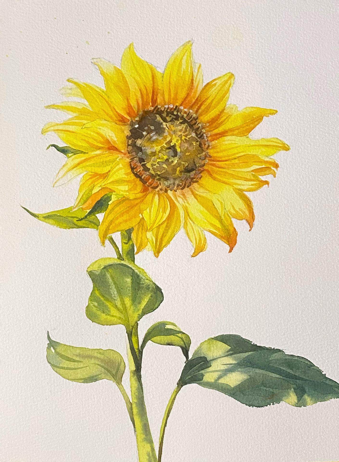 水彩花卉|向日葵绘画步骤分享(含线稿