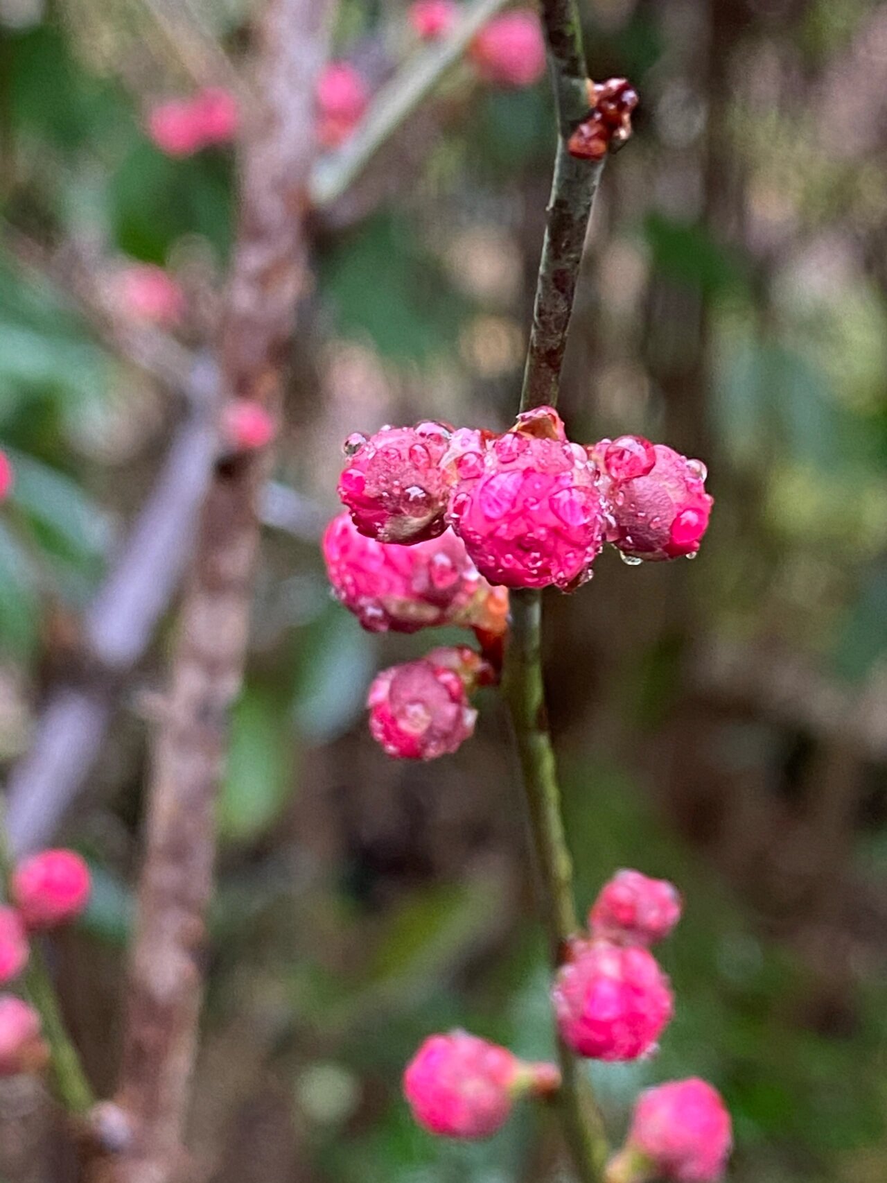 梅花的花骨朵儿图片