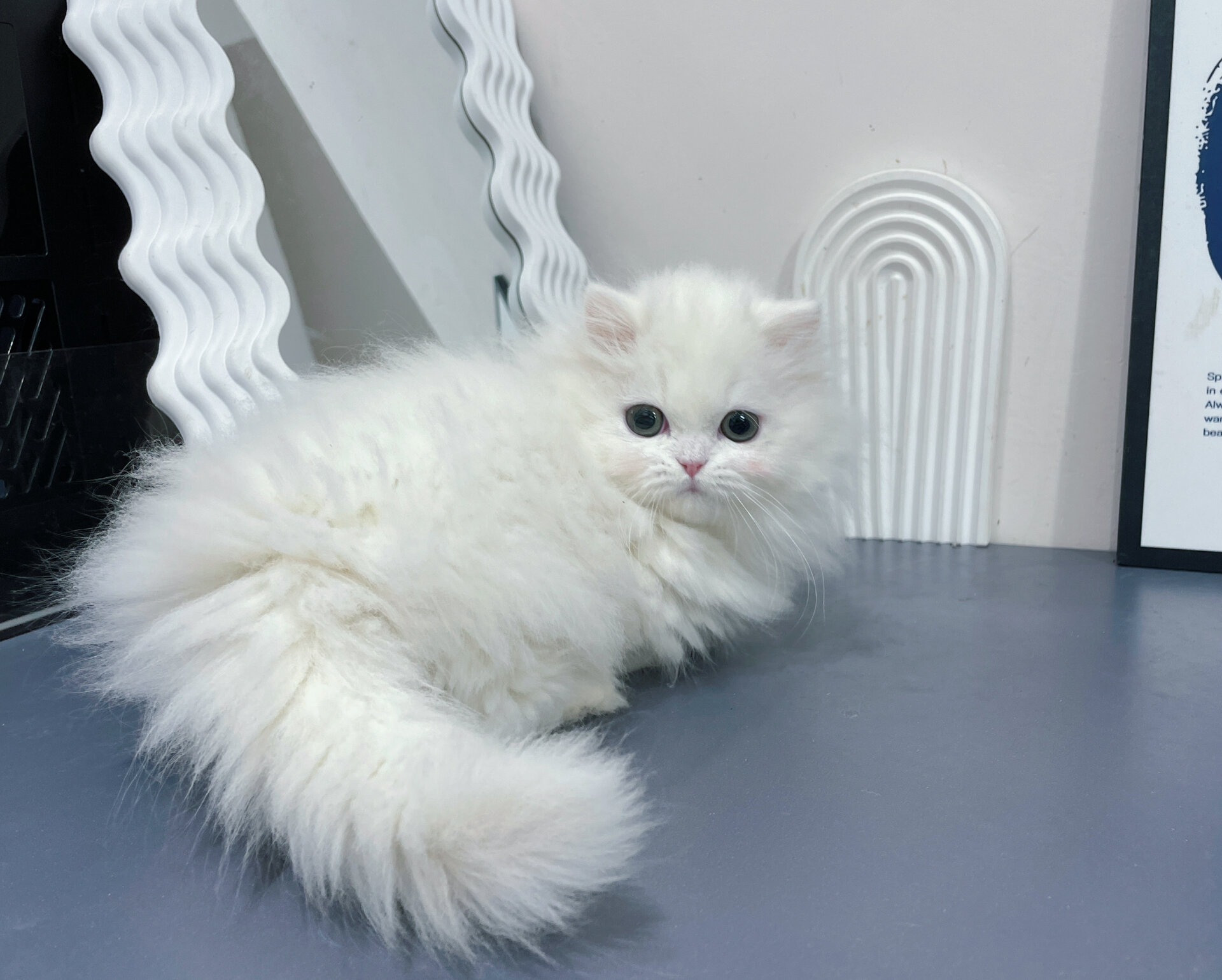 纯白拿破仑矮脚长毛高地弟弟