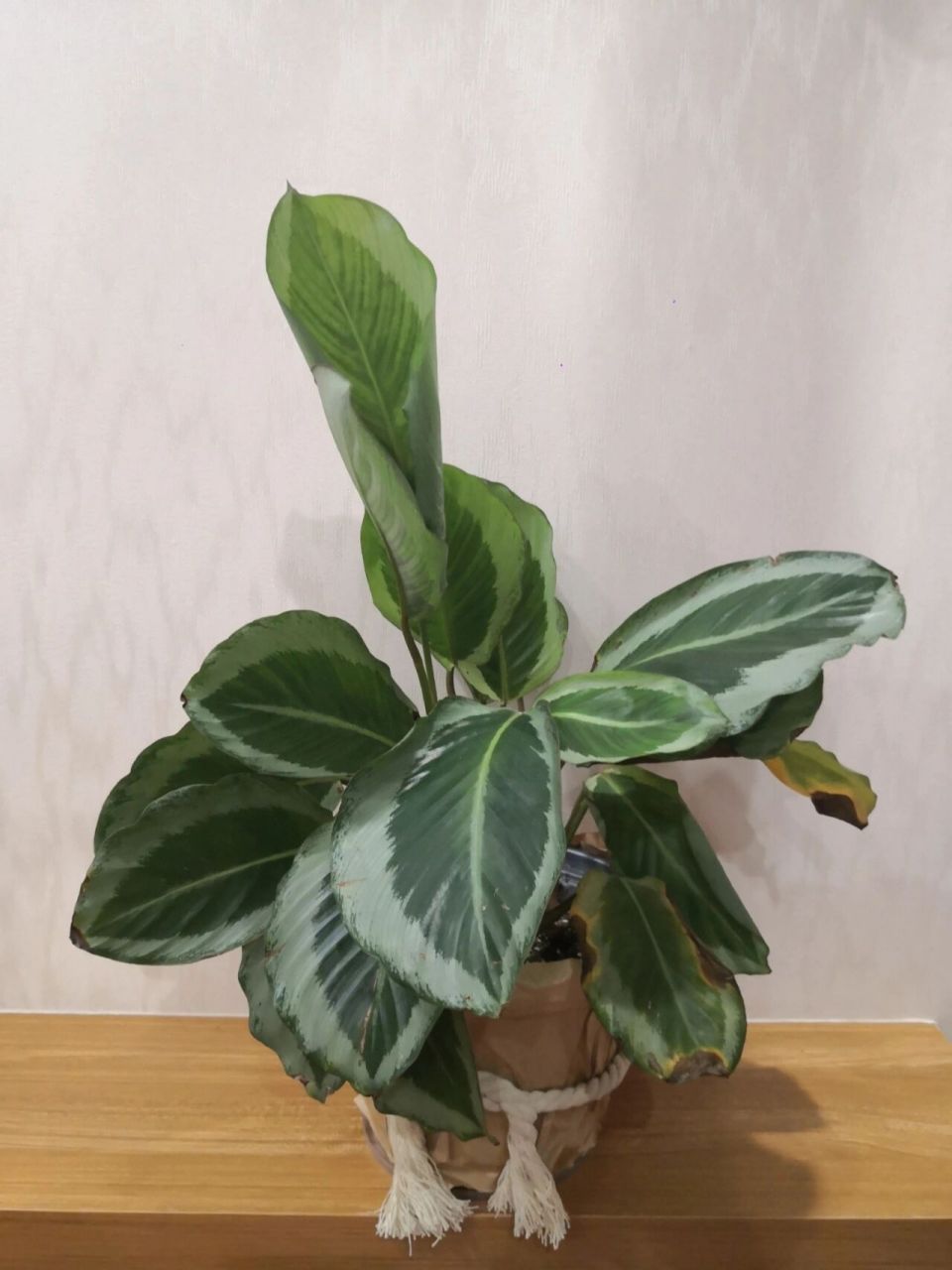 51 青莲竹芋/碧卡秋 品种:青莲竹芋/碧卡秋 入手:99 时间:2020.12.