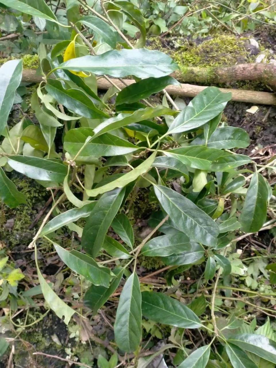 中药材长年收购.臭树,公黄珠子