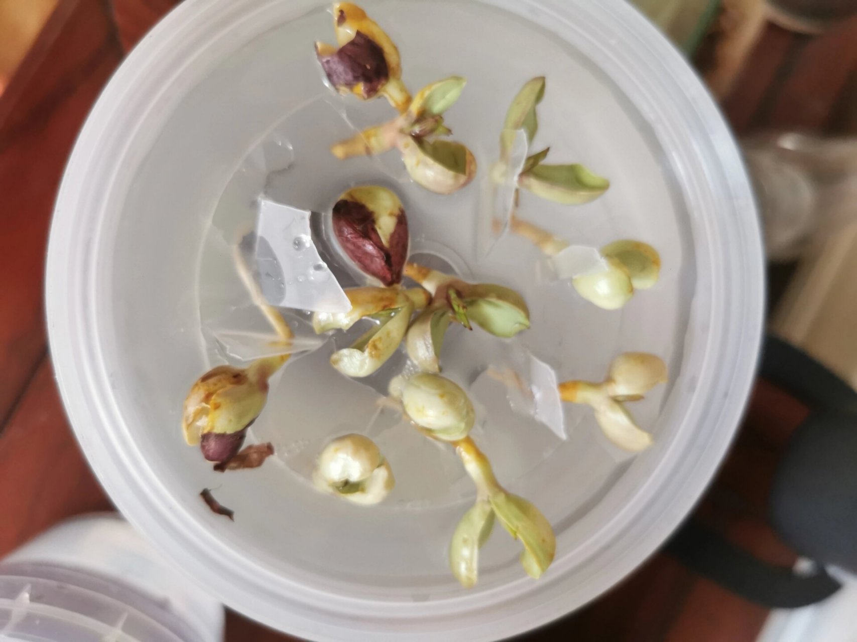 超级简单的水培花生 看着一颗种子发芽,长出叶子再慢慢长大,真的好治