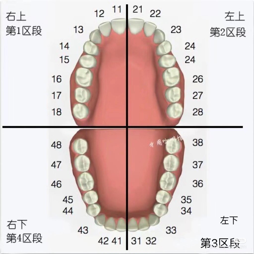 成人牙齿的名称示意图图片