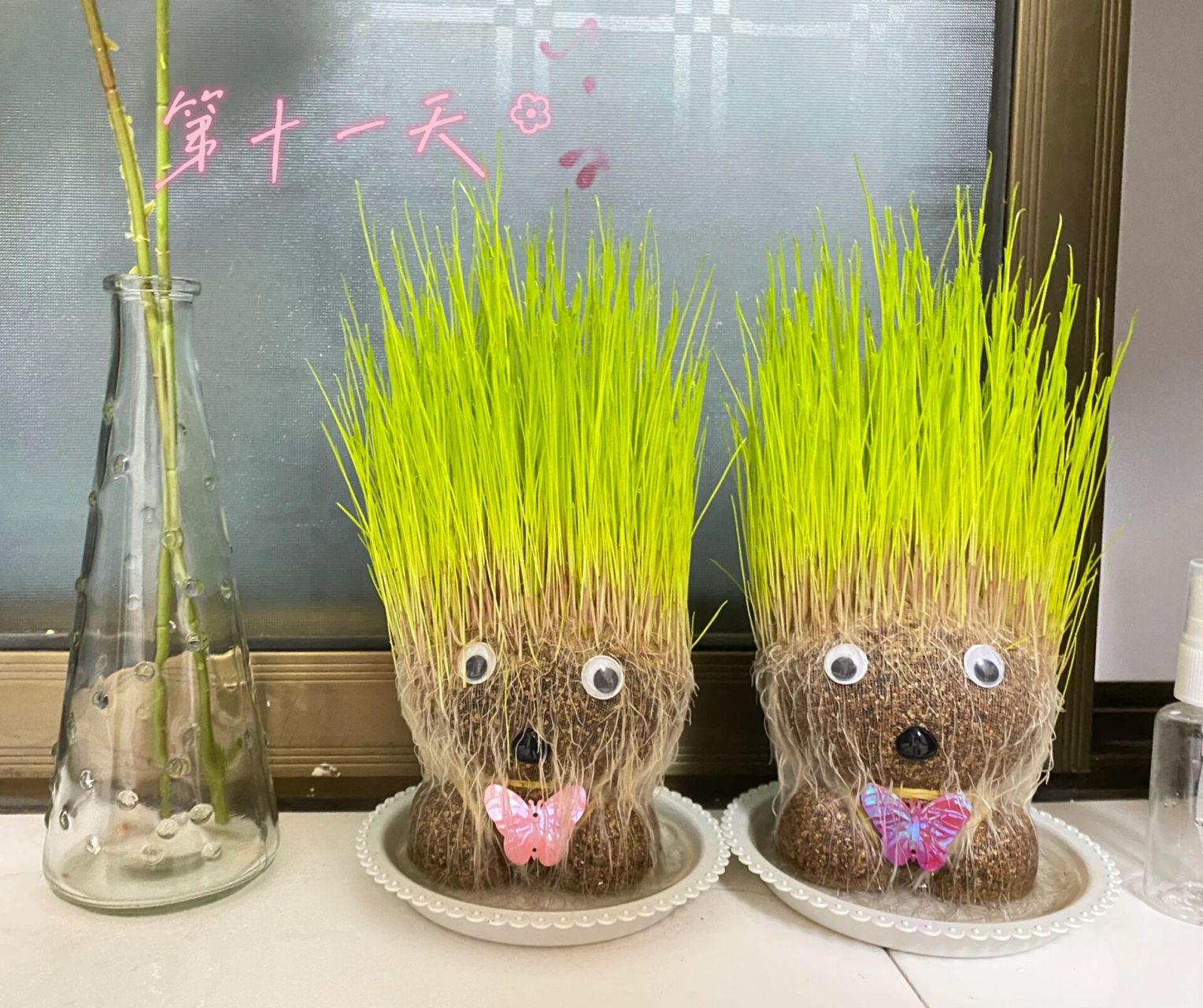 生长观察日记 第一天:刚拿到 第二天:全身浸泡十个小时 盘子里加满水