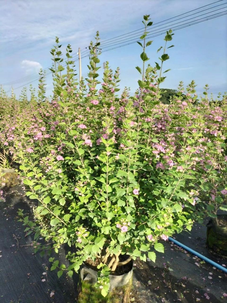 帽子花(粉苞冬红) 粉苞冬红,又称美丽笠桐,帽子花;是唇形科笠桐属常绿