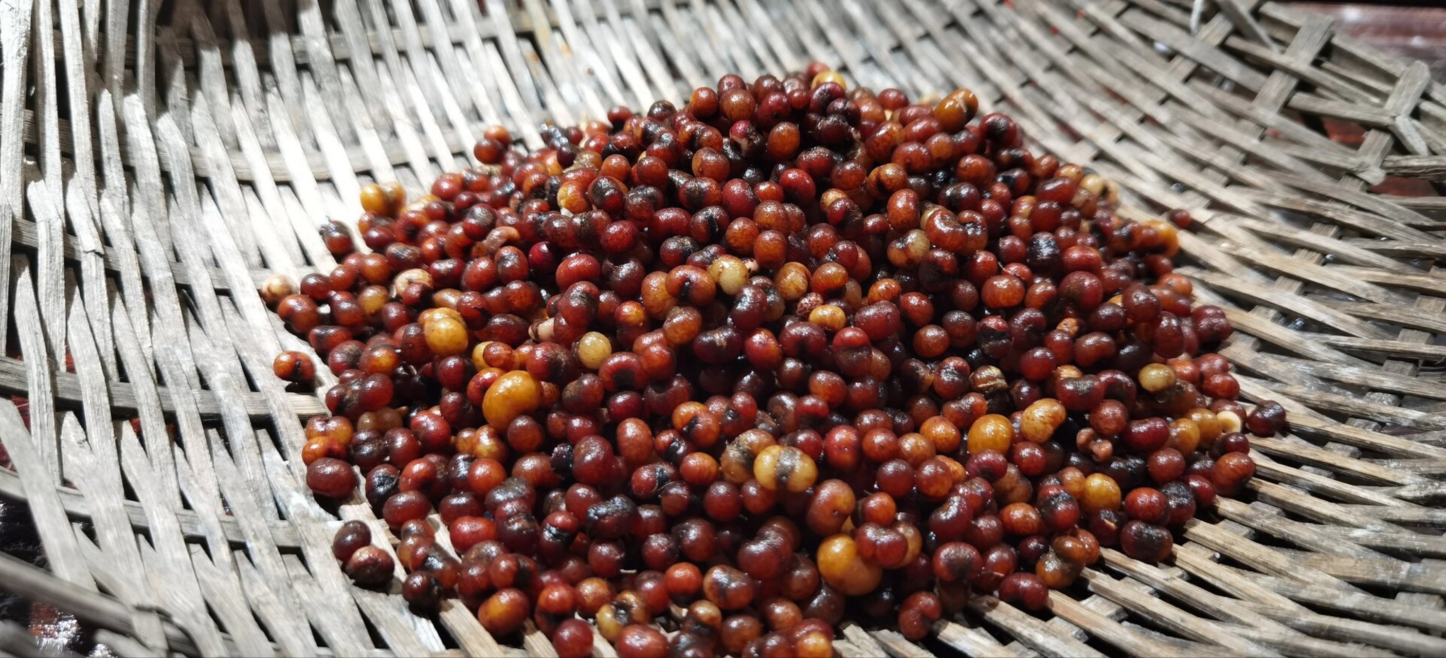 金佛草菩提老籽 老籽是真好摘 ,一捏就下枝啦