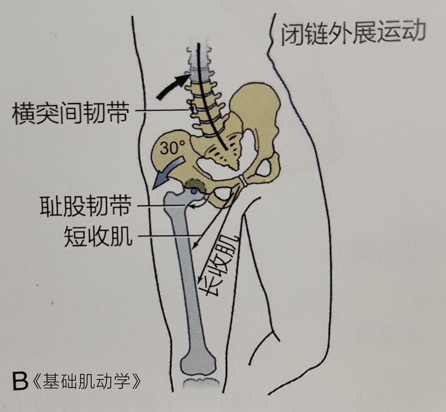 髋关节外展 髋关节外展 髋关节外展是股骨和骨盆在冠状面上围绕着前后