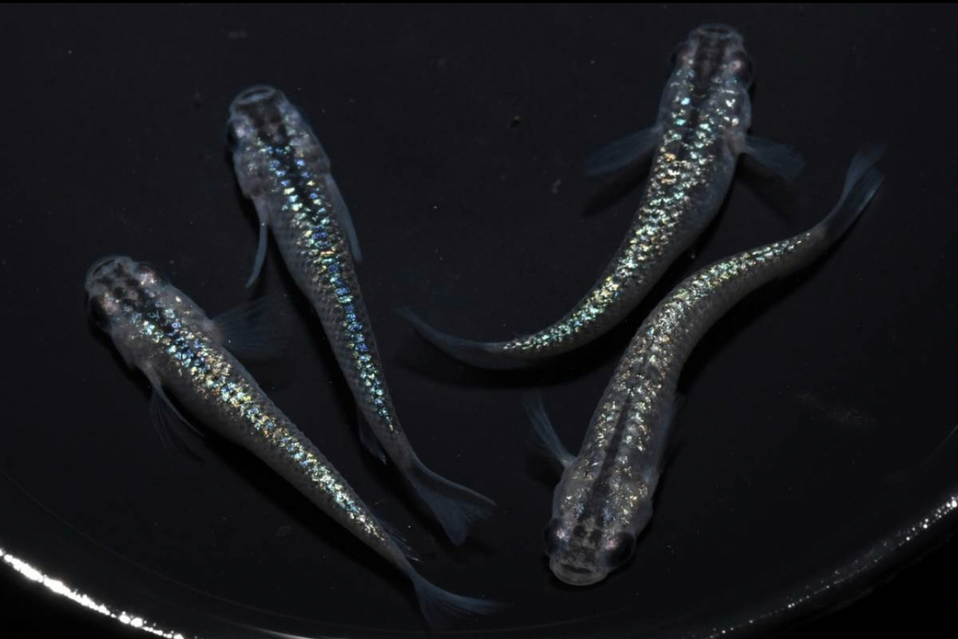 这就是为什么建议观背青鳉用黑色的容器养 很多人问青鳉用什么养?