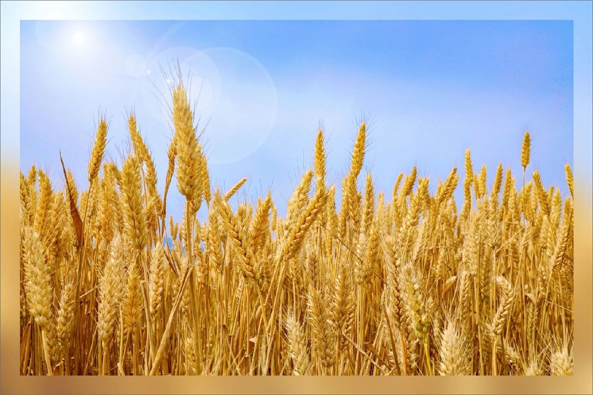 丰收季,庄稼成熟了| 秋日摄影 声声布谷舞丰畴, 庄户开镰喜麦收.