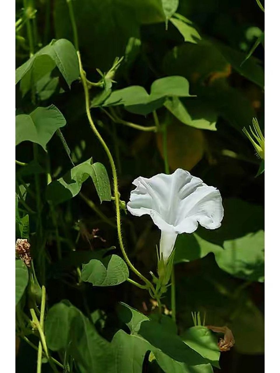 路边植物园|朝颜(牵牛花) 如果说"夕颜"这个名字,体现了日本传统"物哀