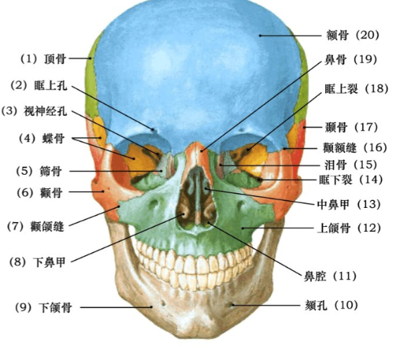 颧骨是脸上很重要的骨头,它连接着上颌骨和颅骨,主要撑起脸中部的