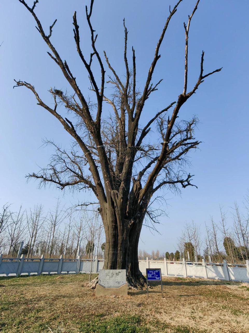 阜阳市临泉县城西侧,有一棵古银杏树,种植于唐代,距今已经有近一千四