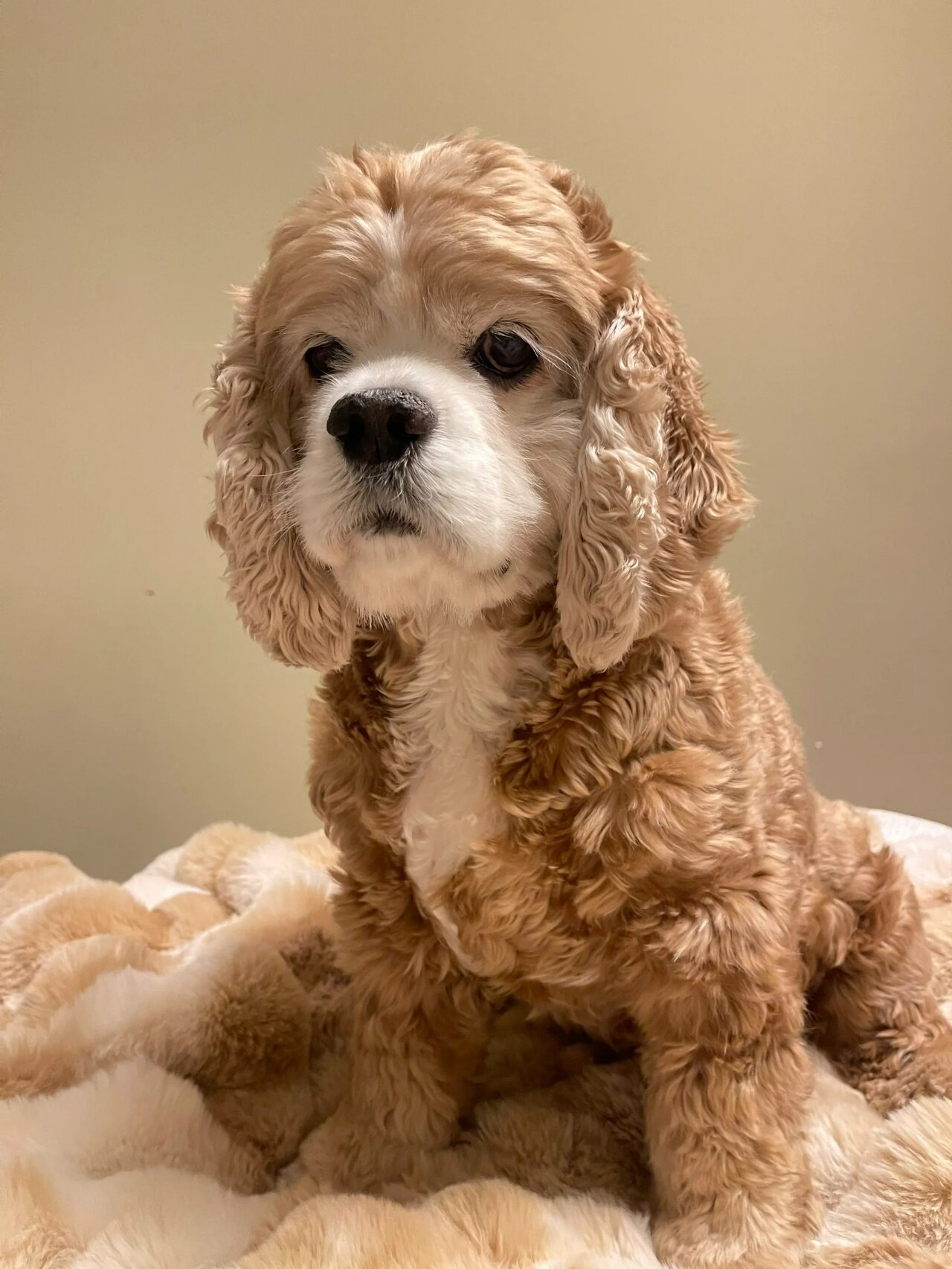 今天给大家介绍一个萌萌哒的宠物狗狗——美卡犬!