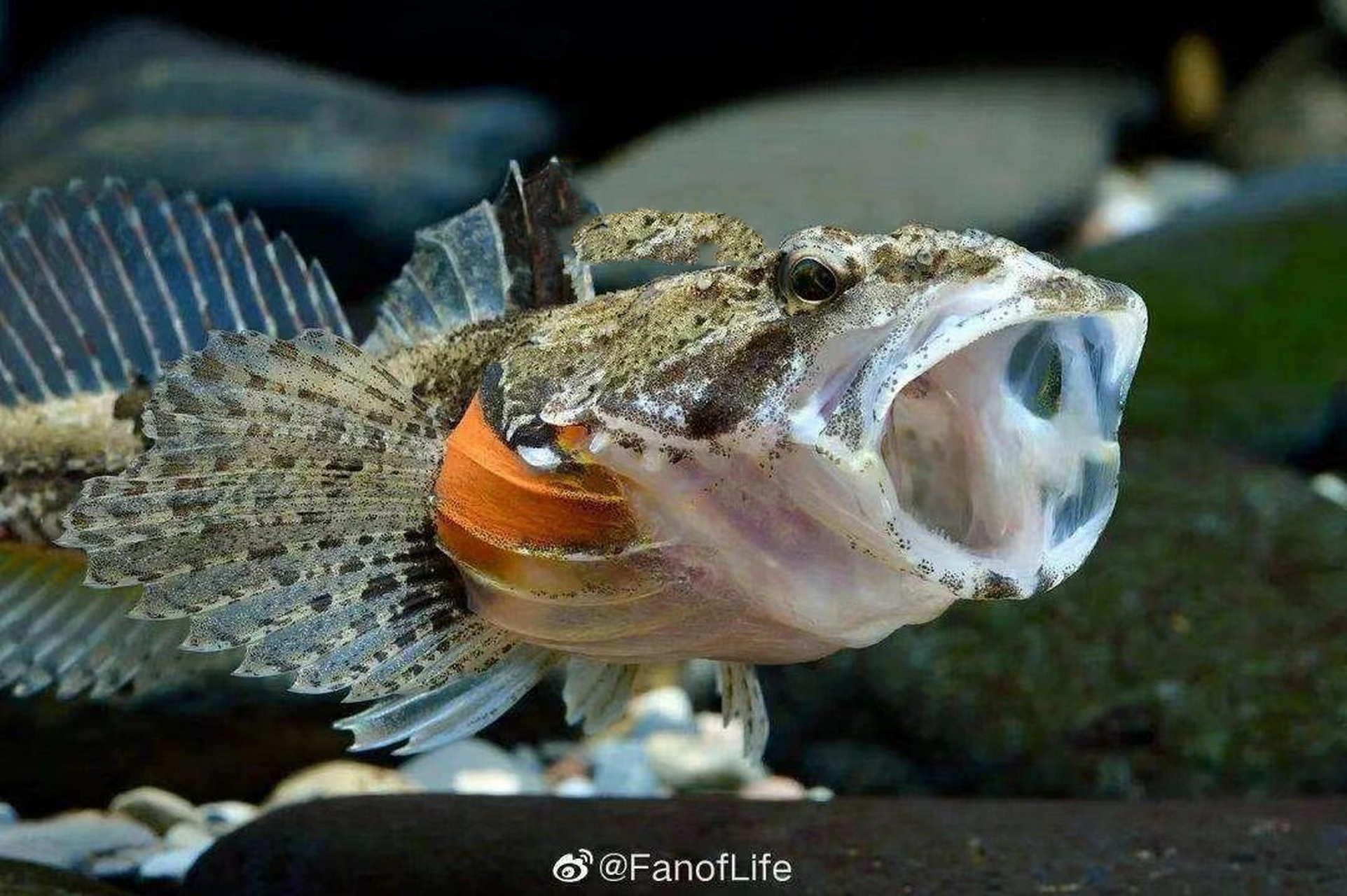 图案课作业2:四鳃鲈鱼 一些构成要素:人眼的鱼  喉咙里是鬼脸吐着气