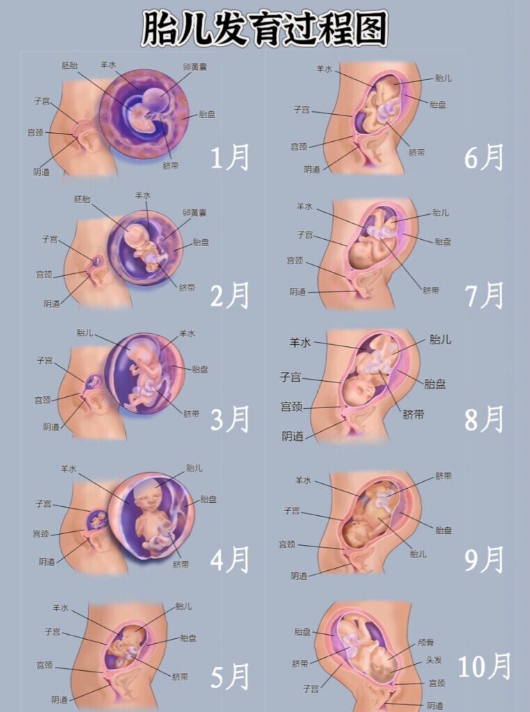 🔥详细的胎儿发育过程图