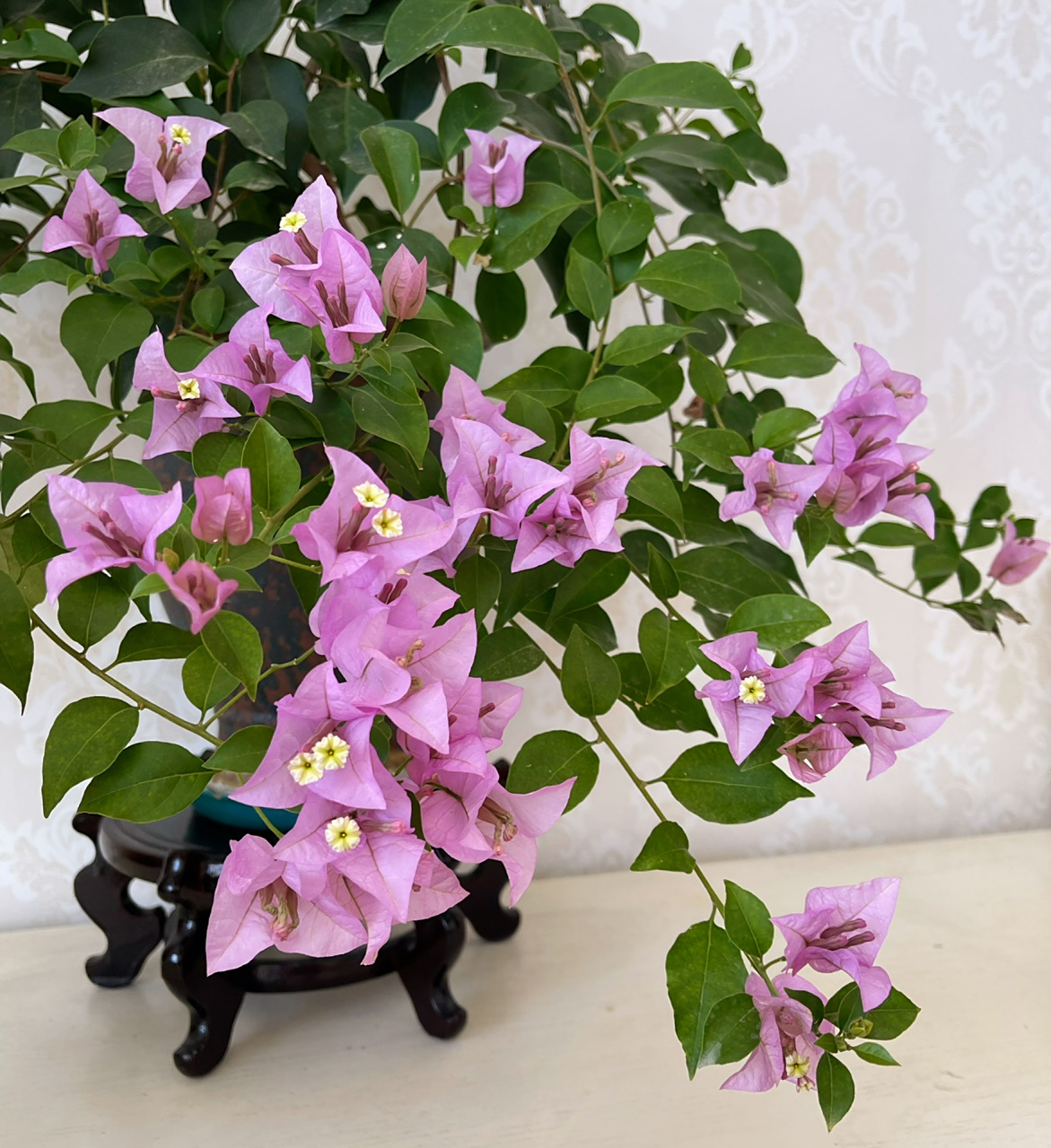 巴西紫三角梅 有一种美不矫情不做作,洒脱且随性,我想用来形容这个