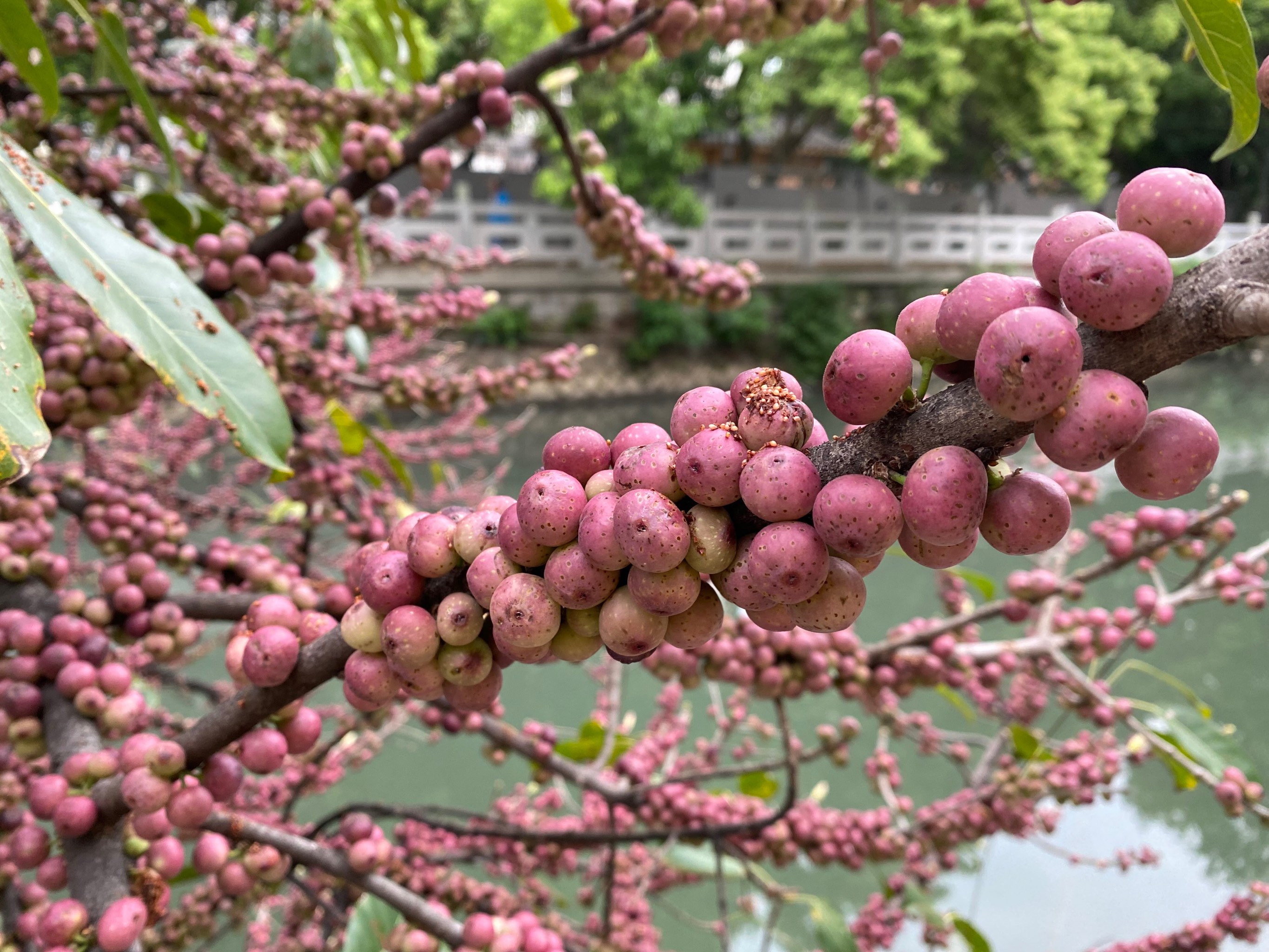 笔管榕,紫红色的果实簇生于枝干上.
