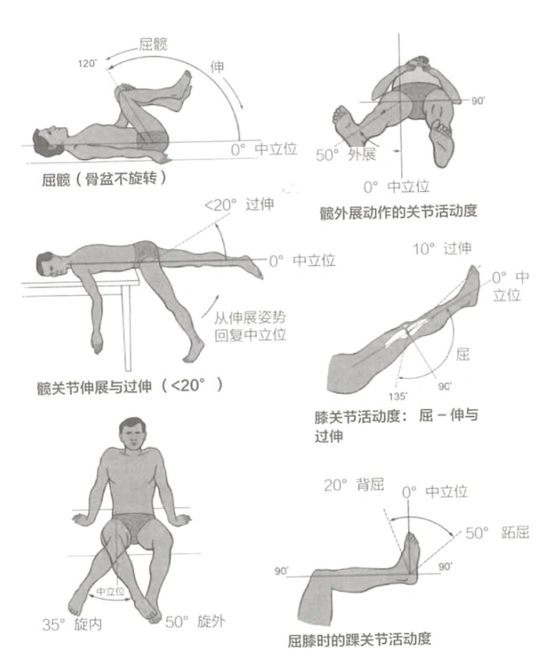 ren体各关节的活动范围