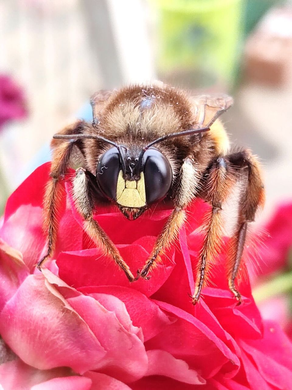中华绒木蜂 胖胖毛茸茸的中华绒木蜂,一开始我还误以为是熊蜂,后来查